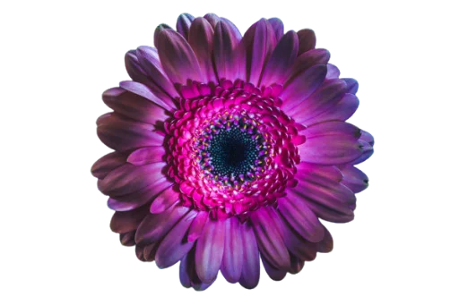 🌸 Стикер «Цветы • Flowers» для Telegram