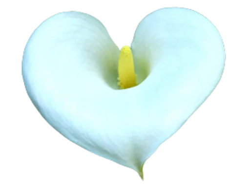 🌸 Стикер «Цветы • Flowers» для Telegram