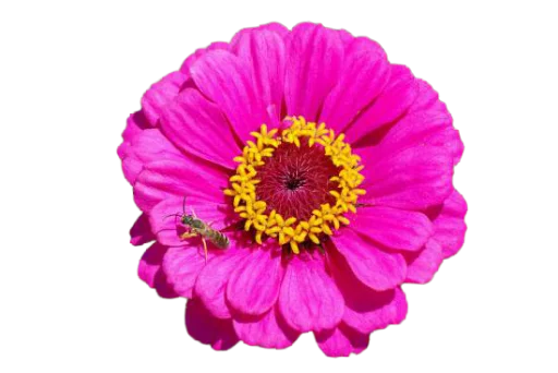 🌺 Стикер «Цветы • Flowers» для Telegram