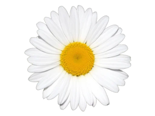 🌸 Стикер «Цветы • Flowers» для Telegram