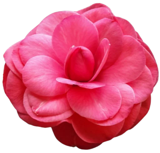💐 Стикер «Цветы • Flowers» для Telegram