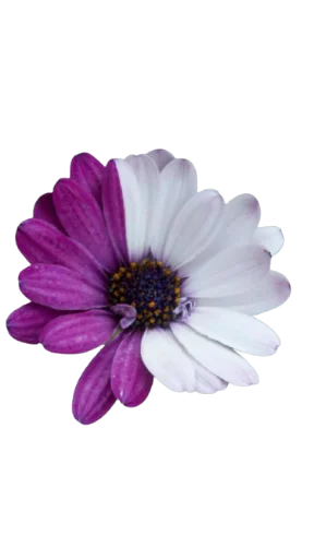 🌺 Стикер «Цветы • Flowers» для Telegram