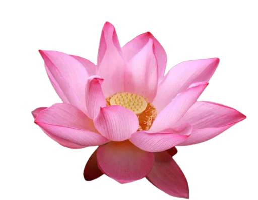 🌸 Стикер «Цветы • Flowers» для Telegram