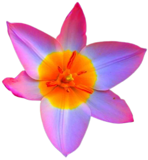 🌺 Стикер «Цветы • Flowers» для Telegram