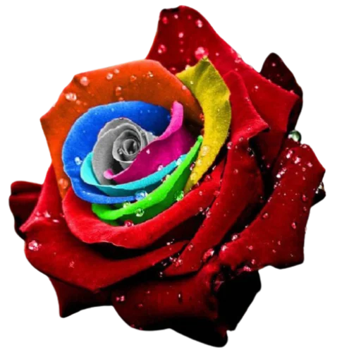 🌹 Стикер «Цветы • Flowers» для Telegram