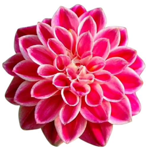 🌷 Стикер «Цветы • Flowers» для Telegram