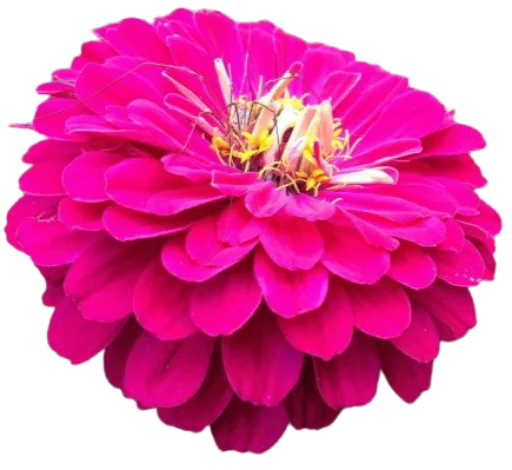 🌸 Стикер «Цветы • Flowers» для Telegram