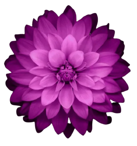 🌺 Стикер «Цветы • Flowers» для Telegram