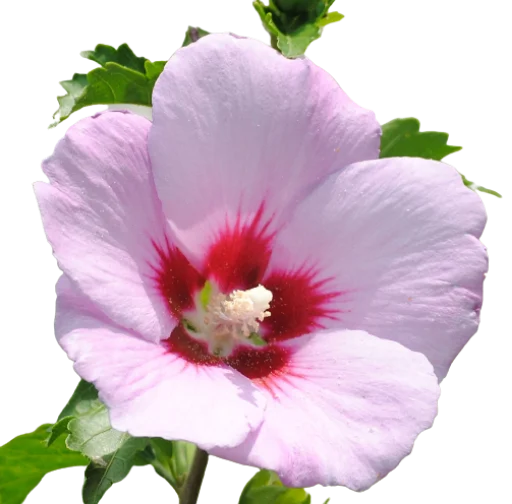 🌷 Стикер «Цветы • Flowers» для Telegram