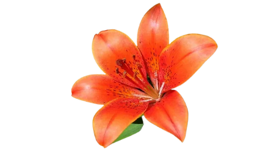 💐 Стикер «Цветы • Flowers» для Telegram