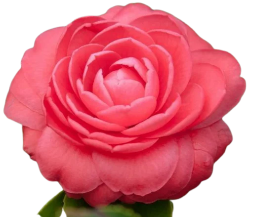 🌺 Стикер «Цветы • Flowers» для Telegram