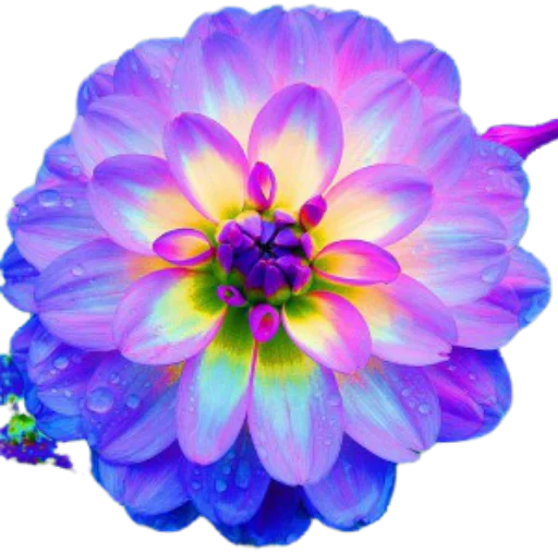 🌸 Стикер «Цветы • Flowers» для Telegram