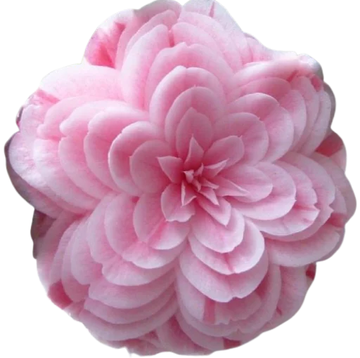 🌸 Стикер «Цветы • Flowers» для Telegram