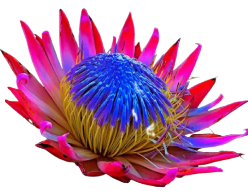 🌺 Стикер «Цветы • Flowers» для Telegram