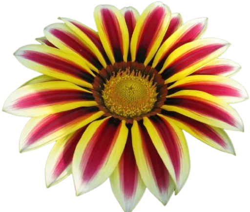 🌼 Стикер «Цветы • Flowers» для Telegram