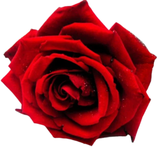 🌹 Стикер «Цветы • Flowers» для Telegram