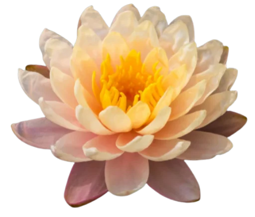 🌼 Стикер «Цветы • Flowers» для Telegram