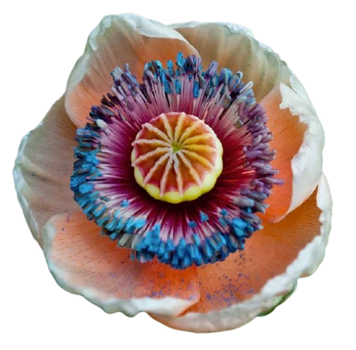 💐 Стикер «Цветы • Flowers» для Telegram
