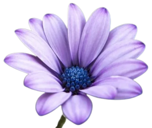 🌸 Стикер «Цветы • Flowers» для Telegram