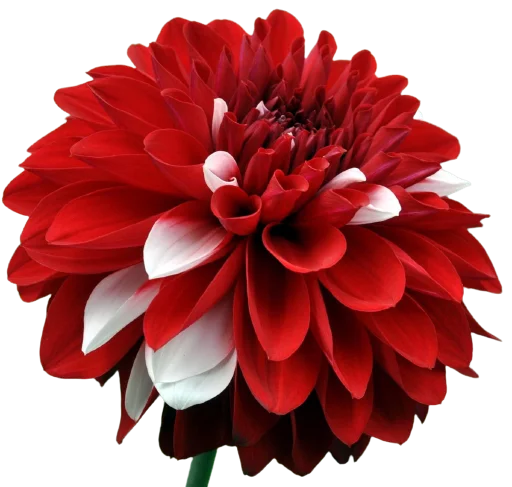 🌺 Стикер «Цветы • Flowers» для Telegram