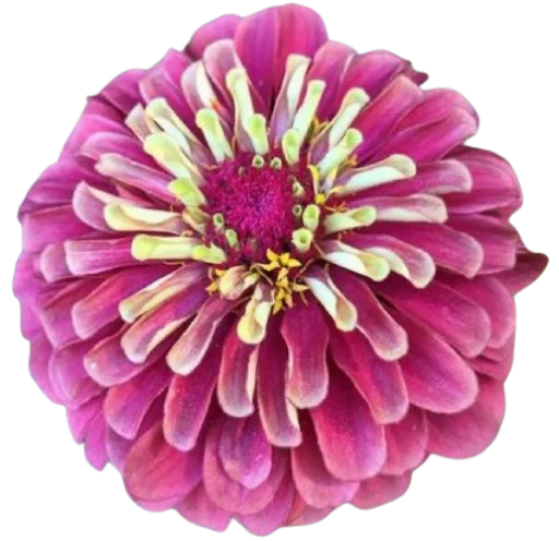 🌸 Стикер «Цветы • Flowers» для Telegram