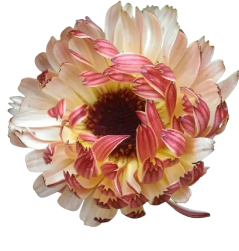 🌼 Стикер «Цветы • Flowers» для Telegram