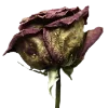 Стикер 12 Flowers