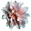 Стикер 58 Flowers