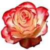 Стикер 33 Flowers