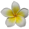 Стикер 38 Flowers