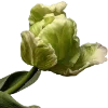 Стикер 60 Flowers