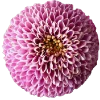 Стикер 57 Flowers