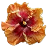 Стикер 32 Flowers