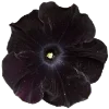 Стикер 9 Flowers
