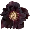 Стикер 8 Flowers