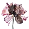Стикер 19 Flowers