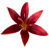 Стикер 53 Flowers