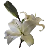 Стикер 50 Flowers