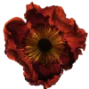 Стикер 24 Flowers