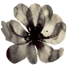 Стикер 7 Flowers