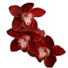 Стикер 20 Flowers