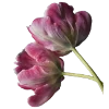 Стикер 59 Flowers