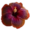 Стикер 43 Flowers