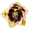 Стикер 44 Flowers