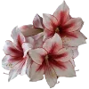 Стикер 52 Flowers