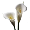 Стикер 61 Flowers
