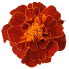 Стикер 25 Flowers