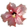 Стикер 36 Flowers