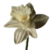 Стикер 47 Flowers