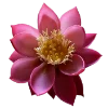Стикер 56 Flowers
